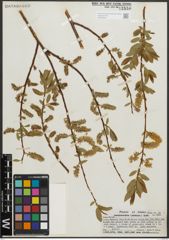 Foto von Salix pseudocordata Andersson